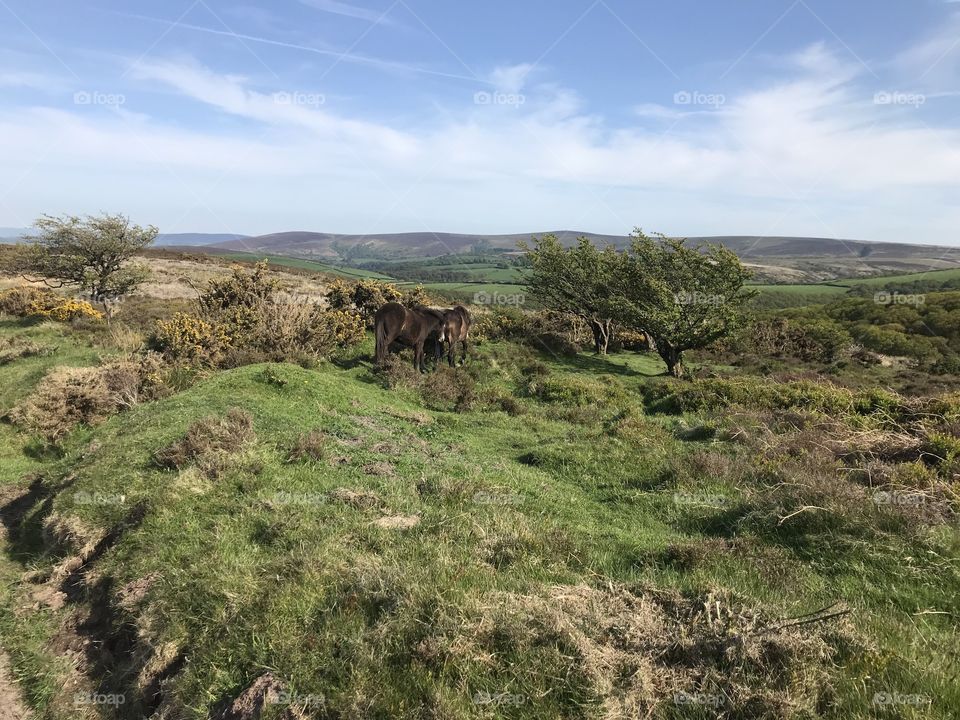 Porlock on Exmoor in blooming Exmoor glory, a perfect spring day.
