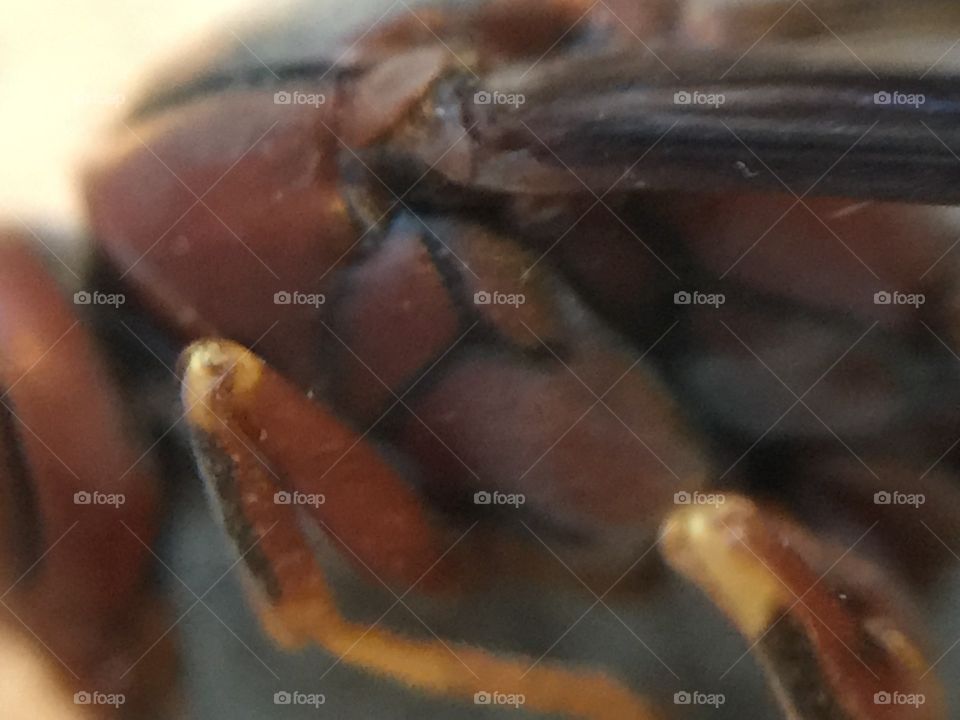 Macro wasp side view