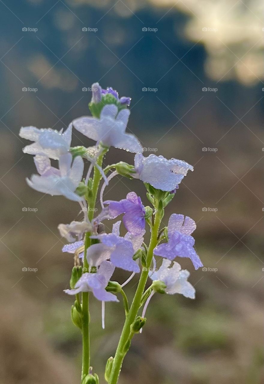 Texas toadflax. Biennial plant. Closeup of tiny purple flowers with morning dew at sunrise. 