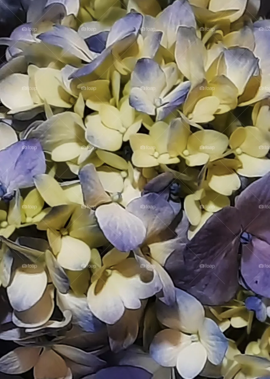 Purple and yellow flower,nature,reflection,landscape,summer,colorful,botany,spring,plant,floral,garden,petal,floral,flower,Yellow,season,romance,purple