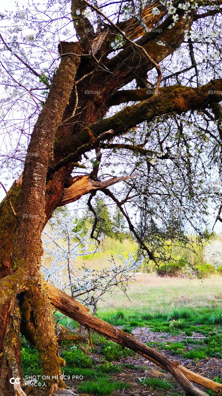 trees and forest series