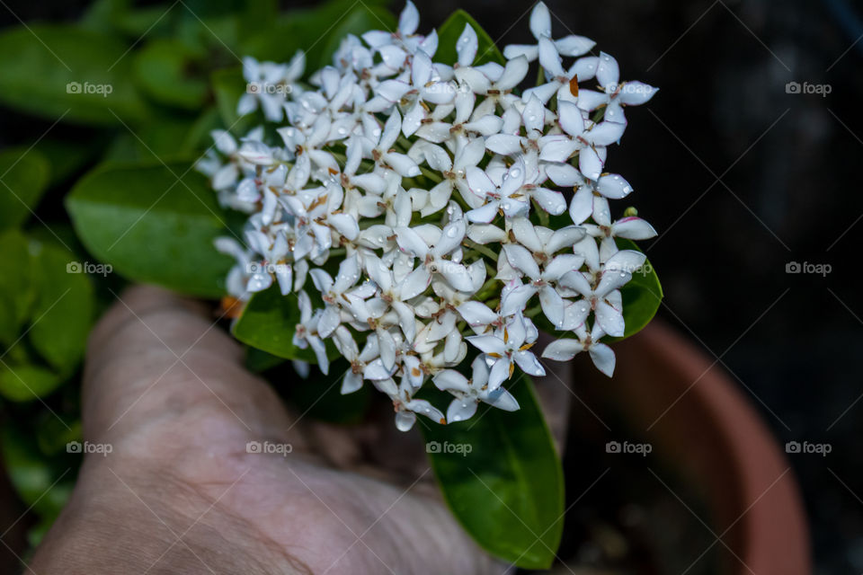 This is my favourite flower plant it gives shooting effect to the eyes