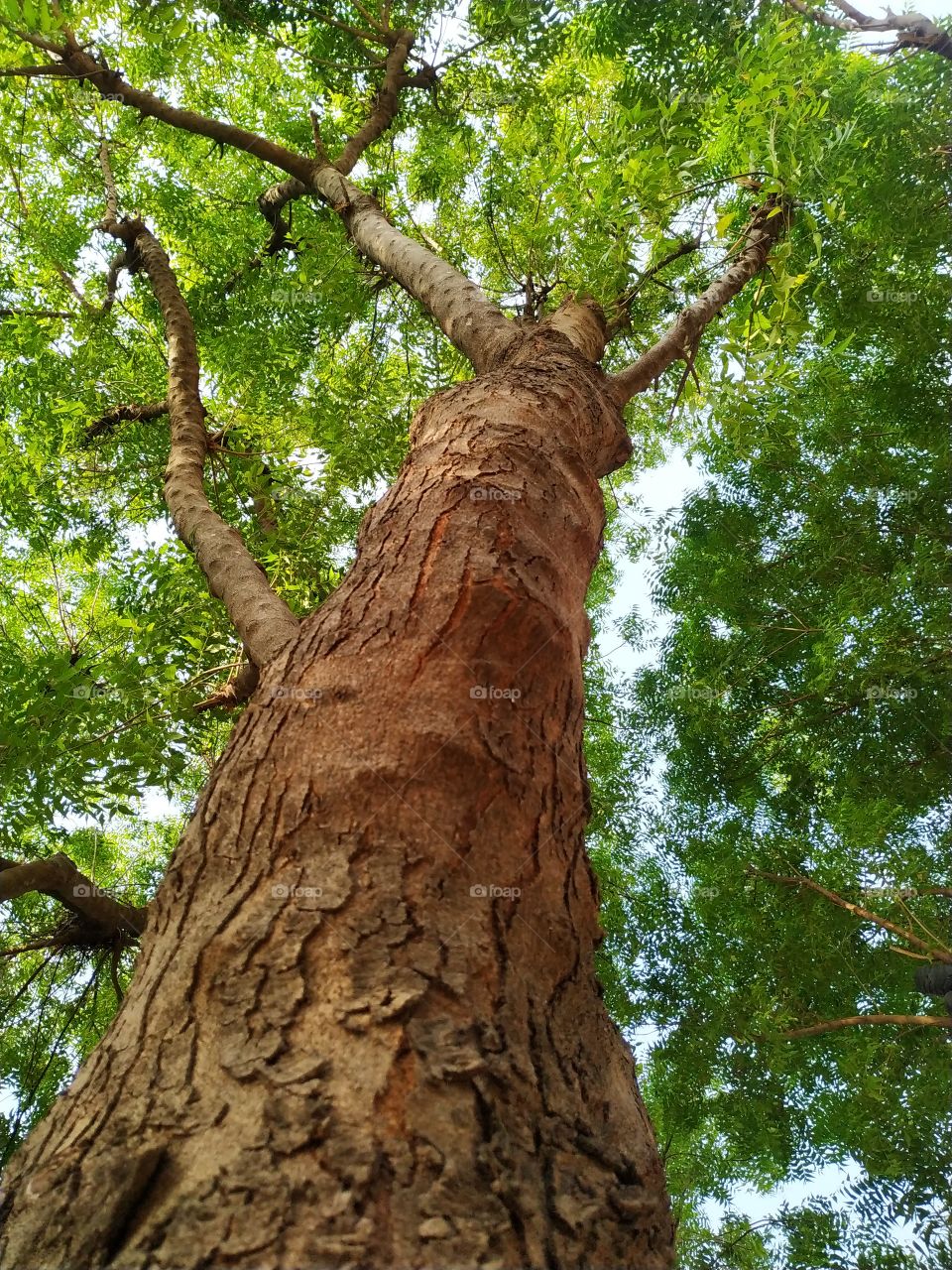 Green Neem leave tree crown and branches against the sky