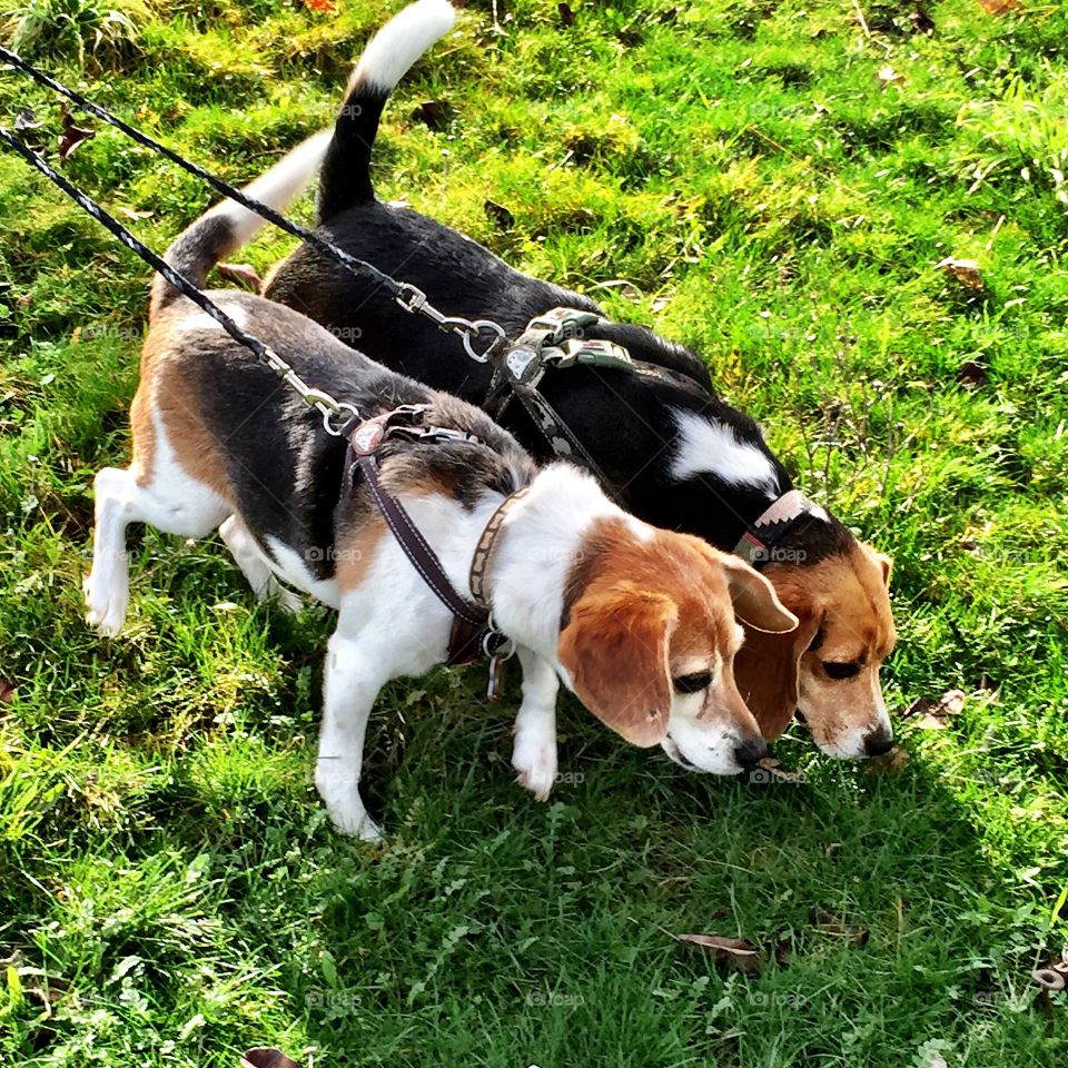 walking two beagles on a leash