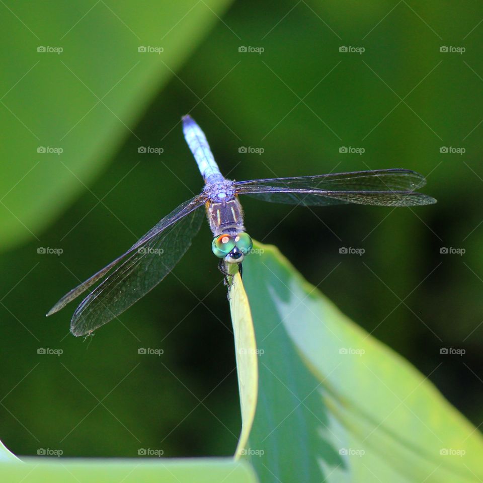 Close-up of dragonfly on leaf