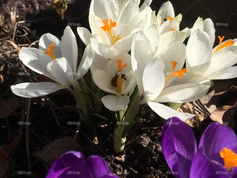 Spring flower crocus