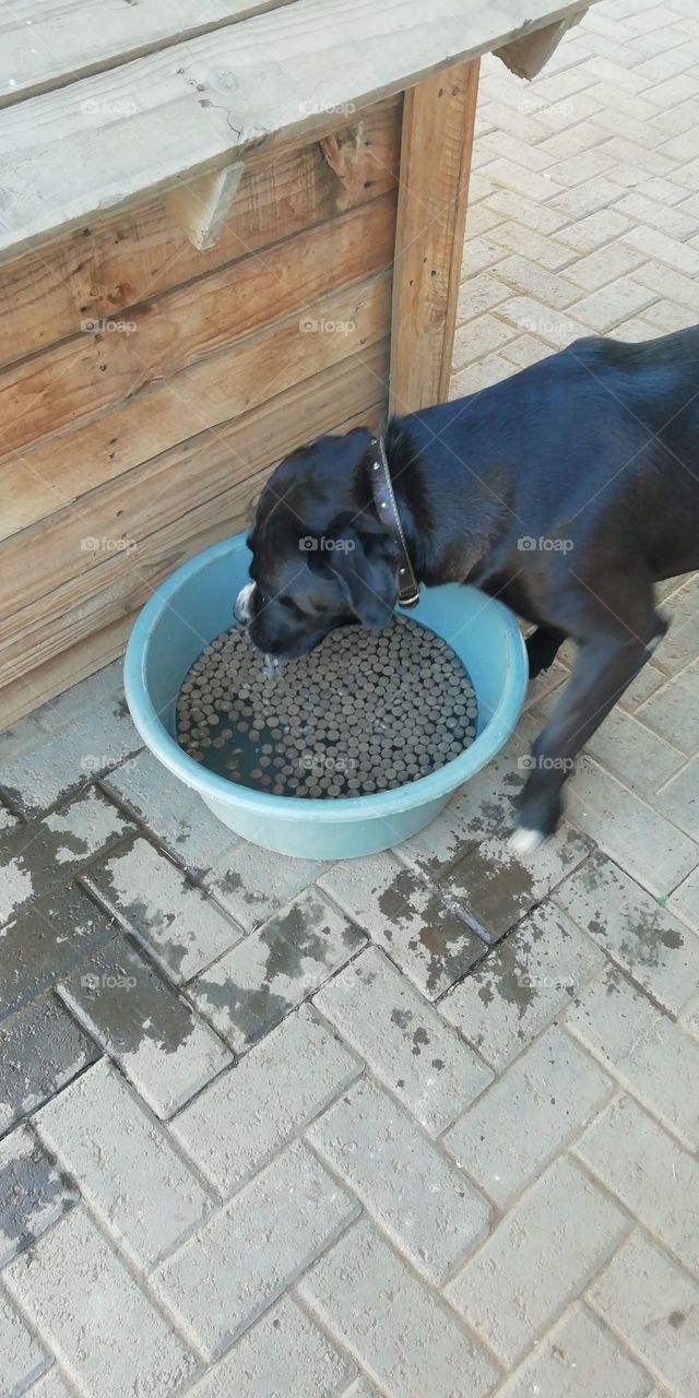 Pet dinner and drink