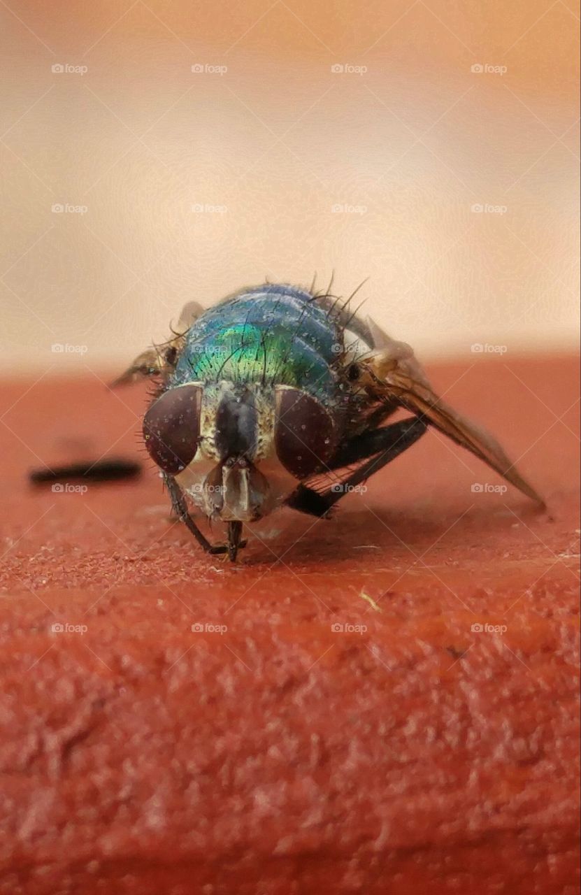 Face to face with a fly