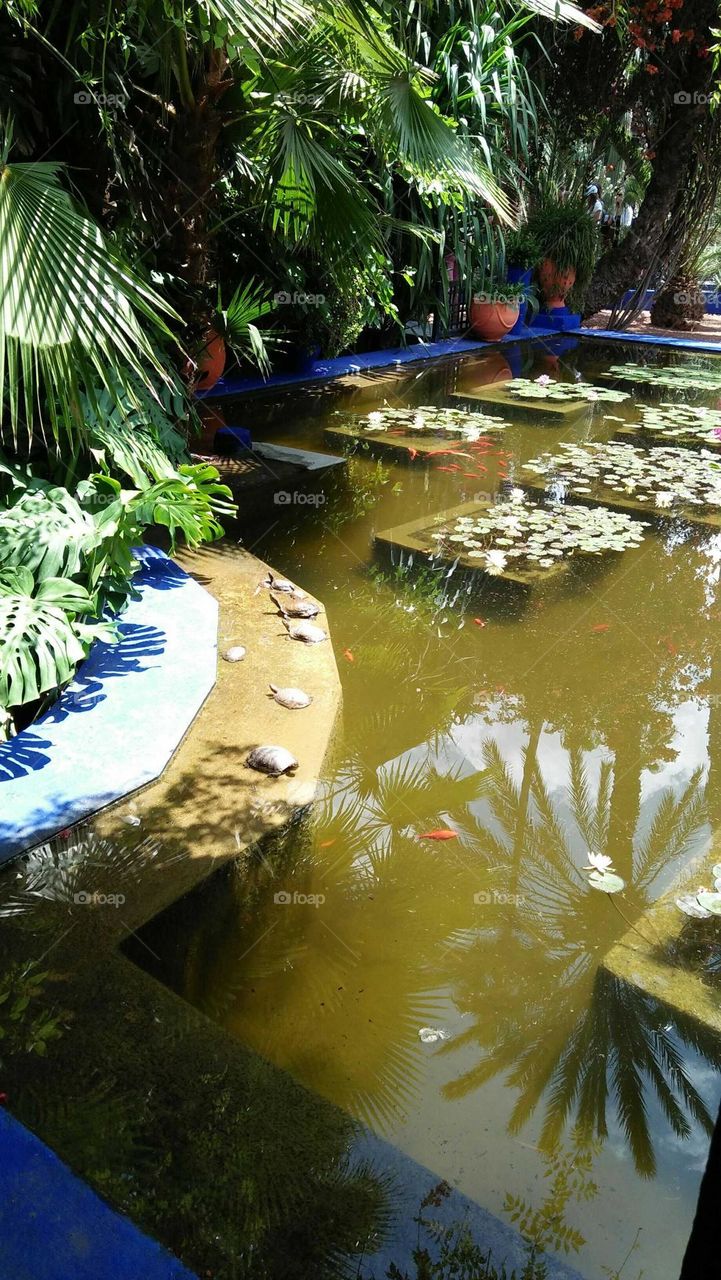 Beautuful pool in majorelle garden.