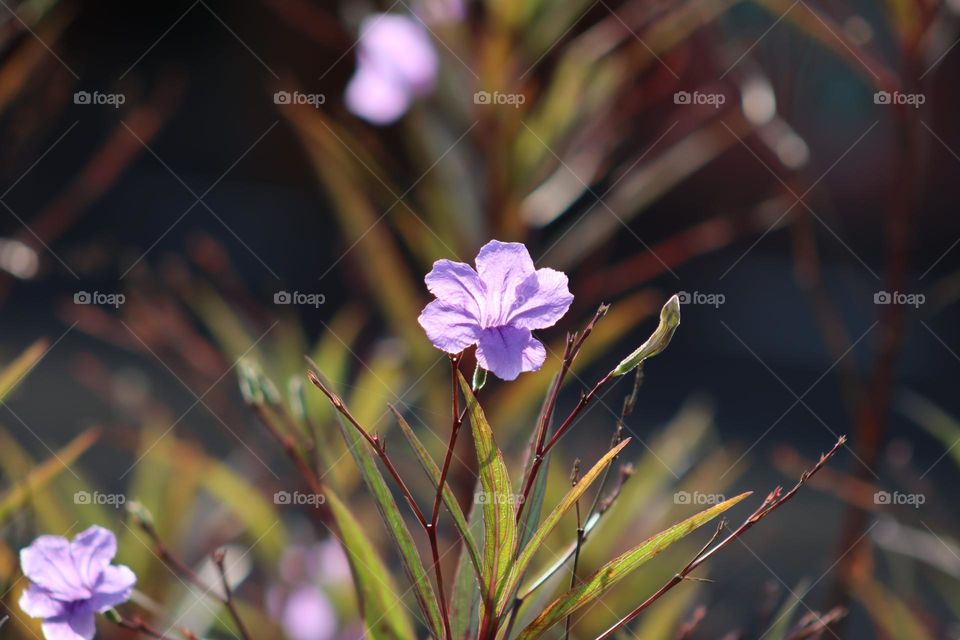 Beautiful purple flower isolated backlight and blurry background 