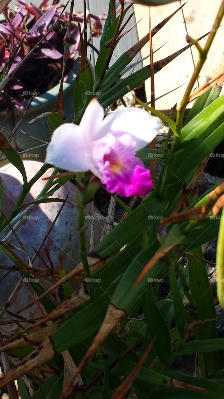 pink bamboo orchids