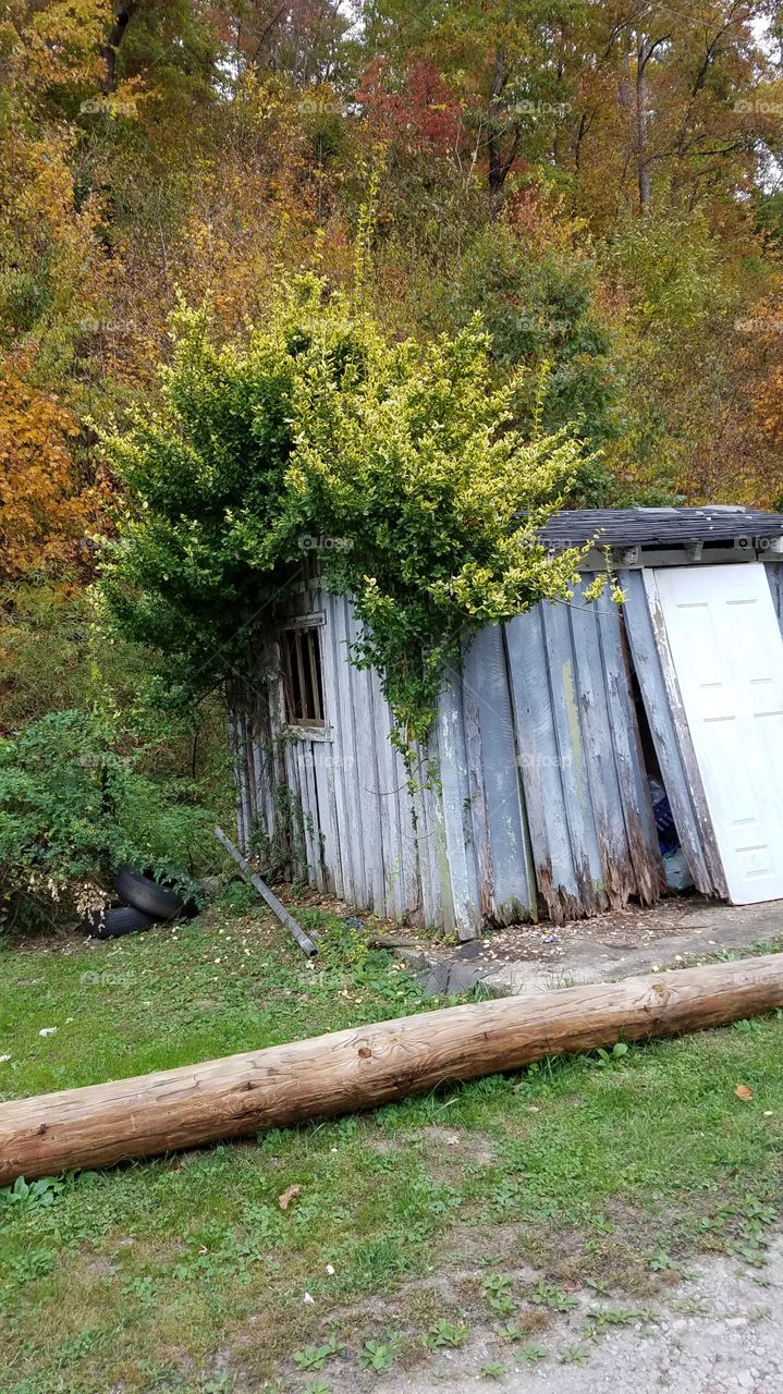 Weeds growing fall colors on building in my community