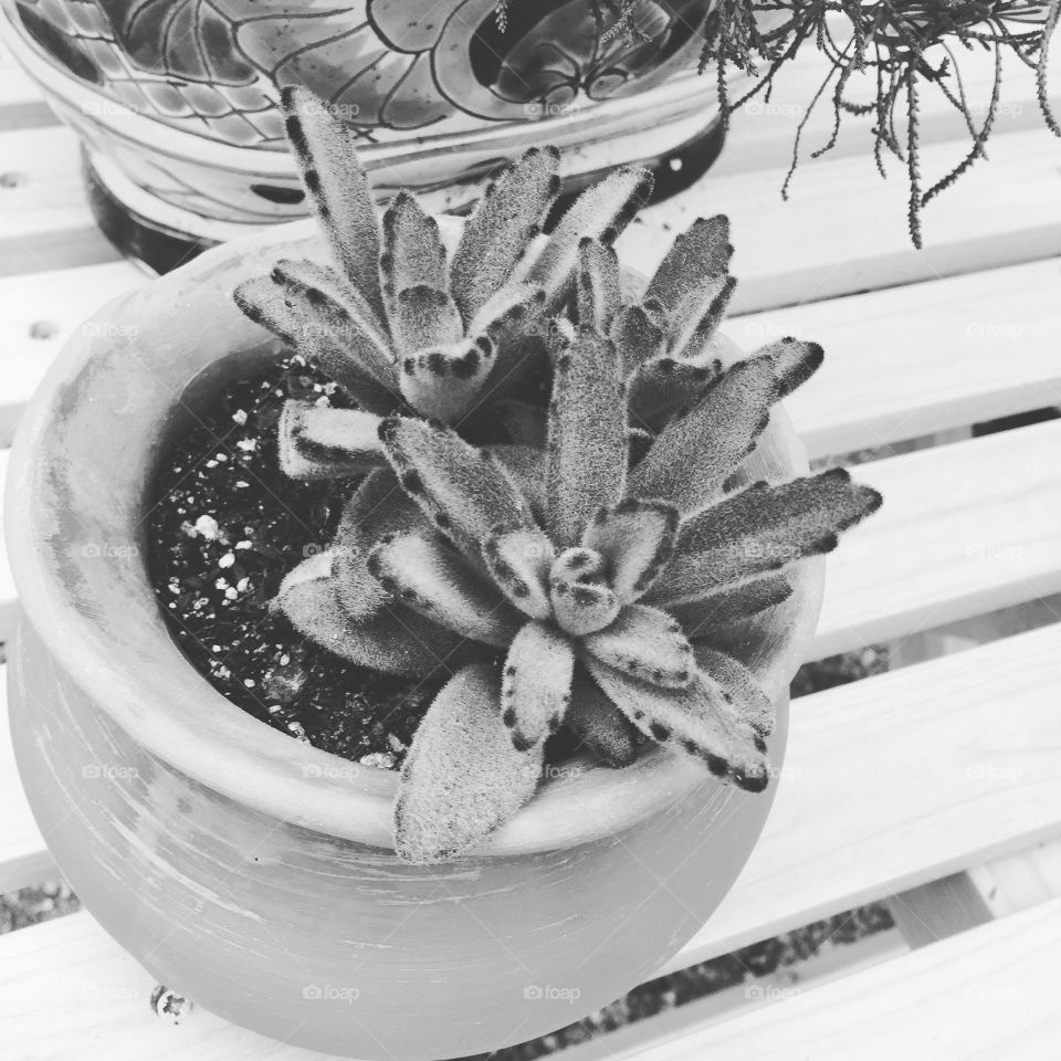 Black and white cactus 