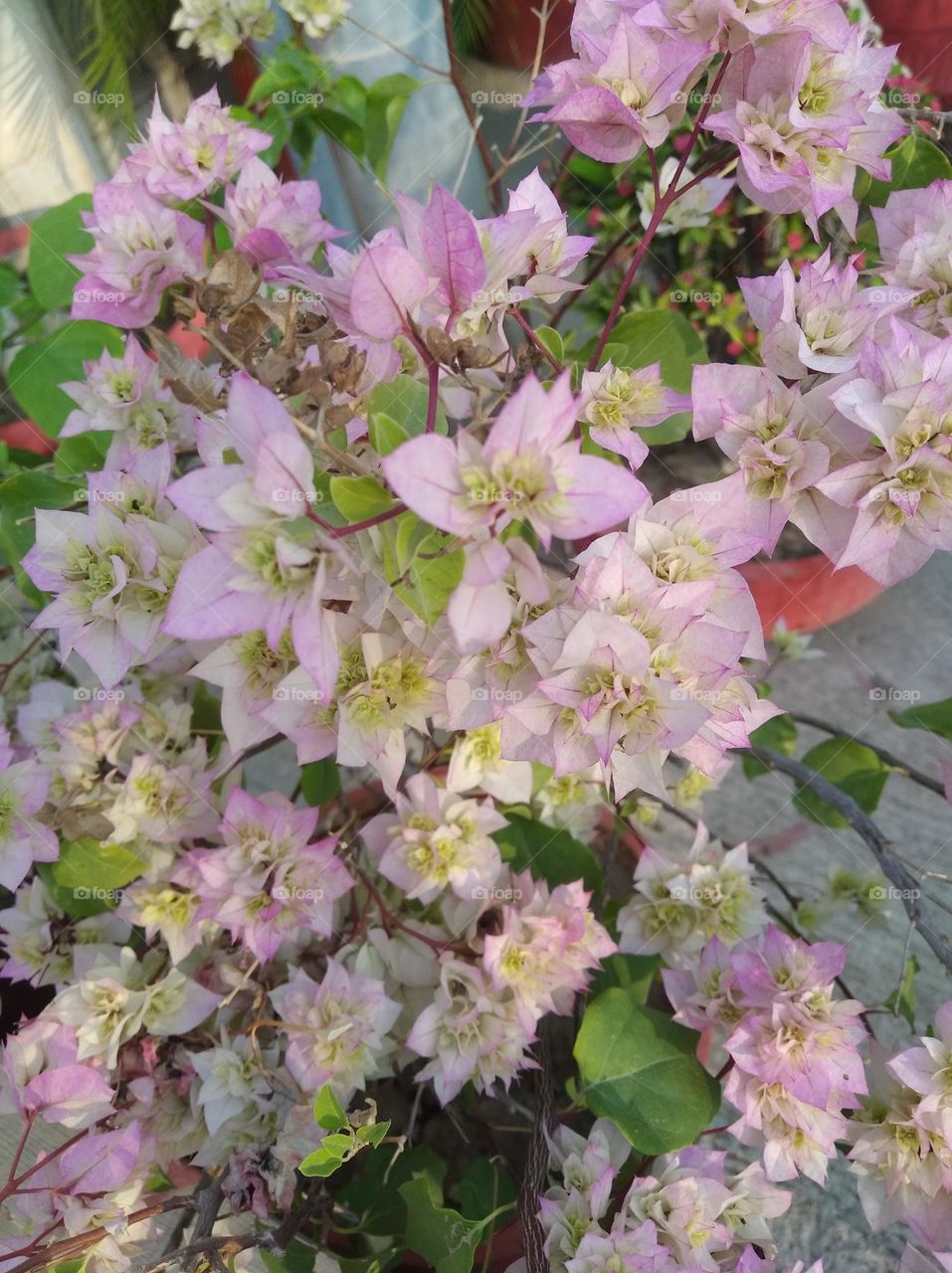 white flower, small in size fresh seasonal looking very beautiful generally found everywhere