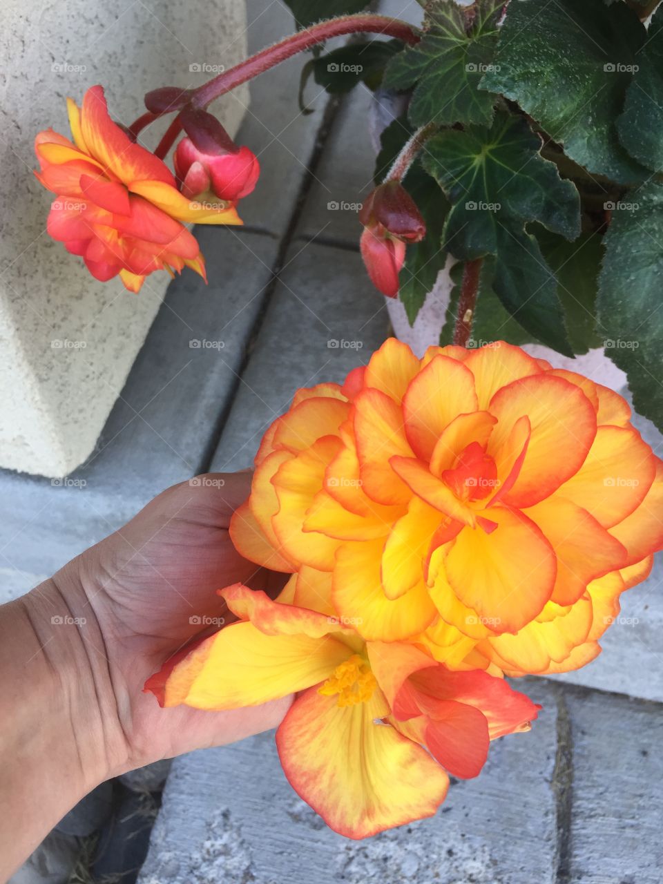 Begonia. Beautiful flowers. Yellow-red color, almost orange. Lasted a long time.