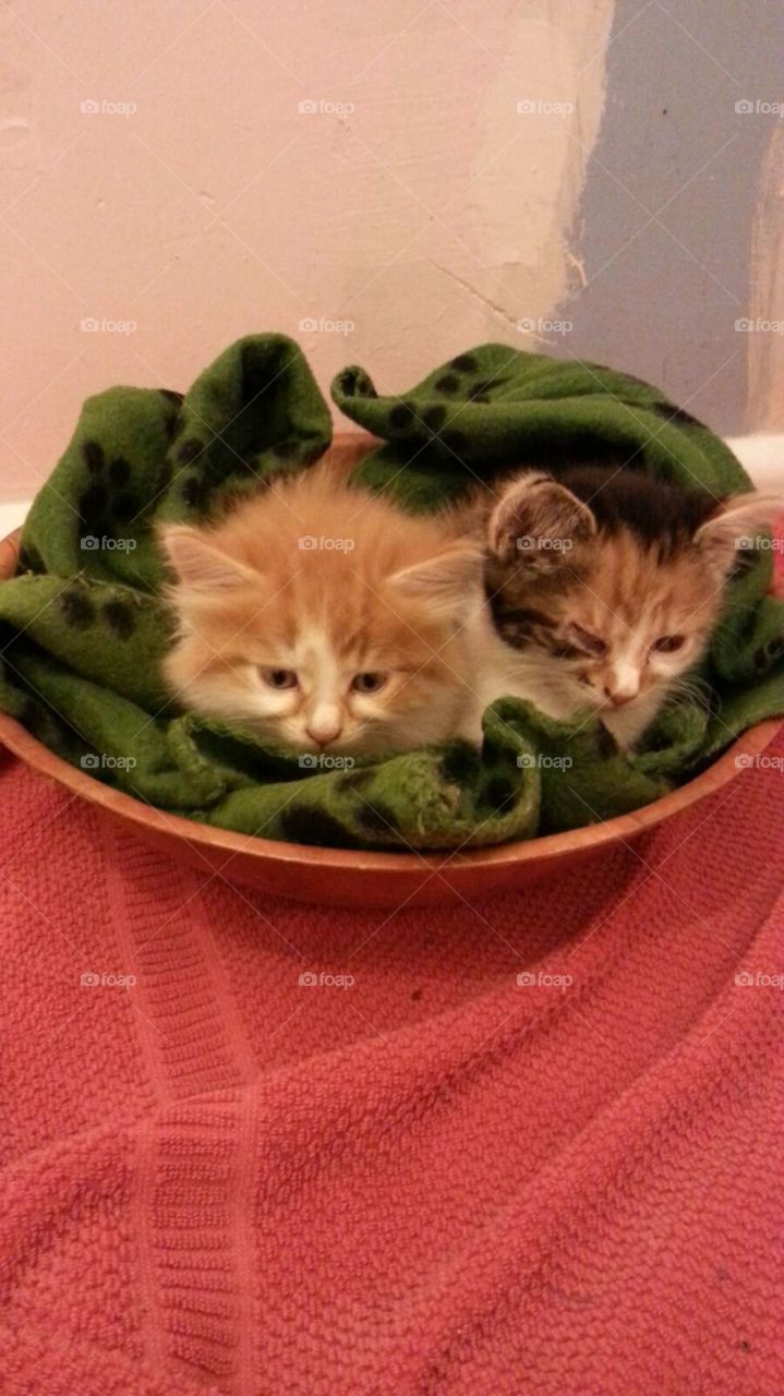 Rescued kittens feels very comfy in my fruit basket...