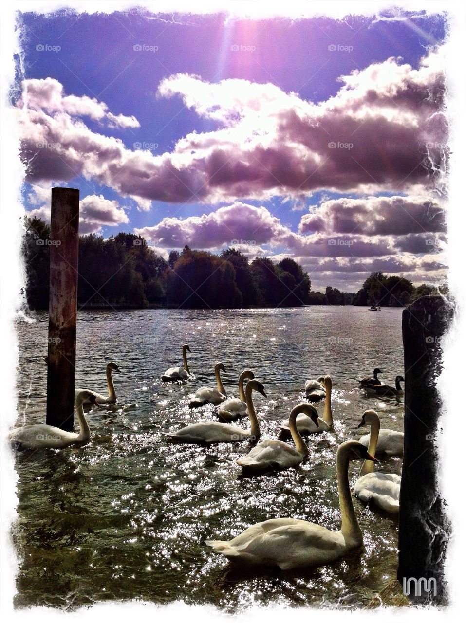 clouds swan river swans by nmorph
