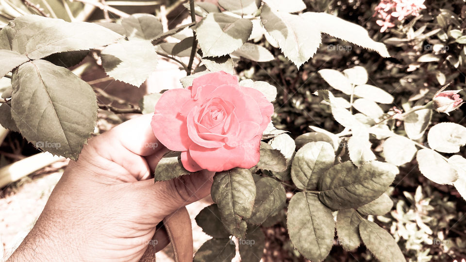 Mão e flor, cor suave.