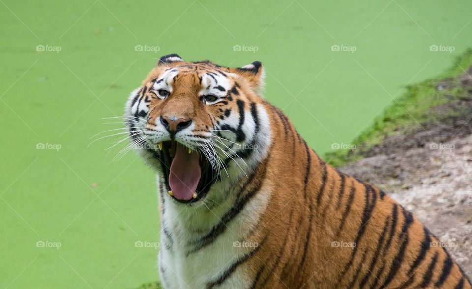 Tiger yawning zoo