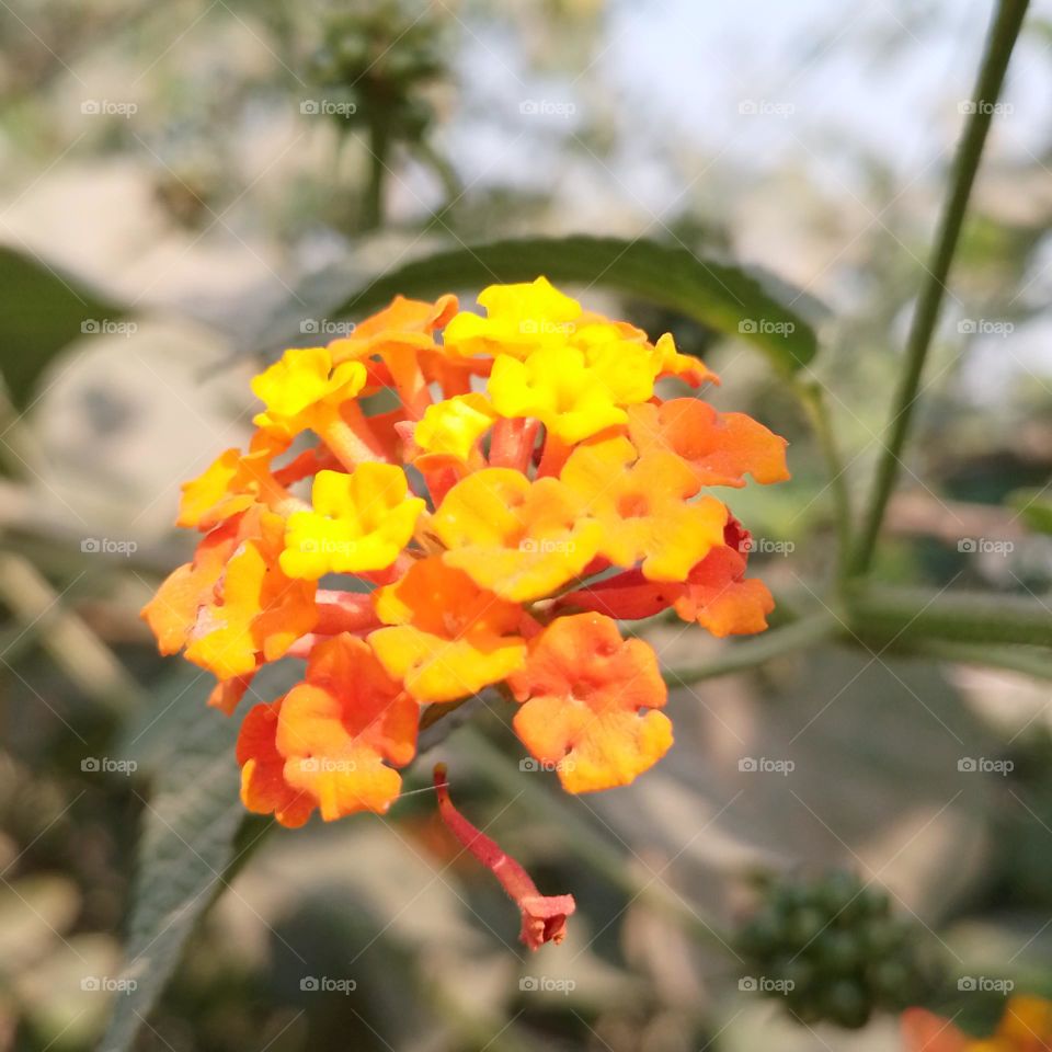Lantanas