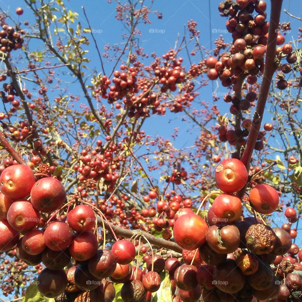 november berries 2
