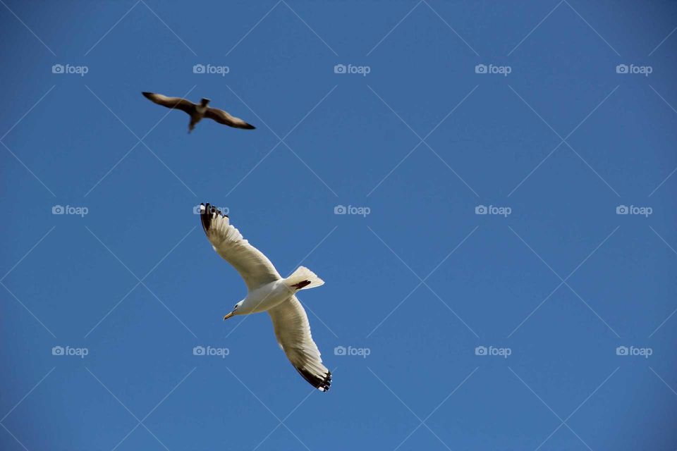 Seagulls in Scotland