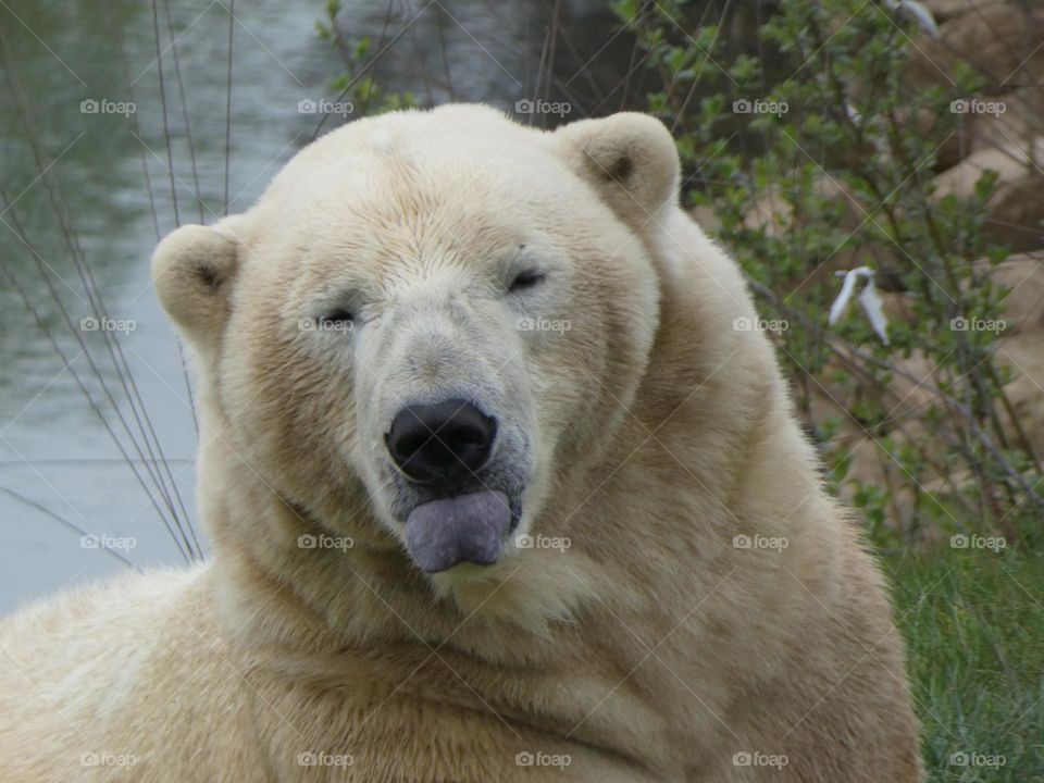 A close up of a polar bear 