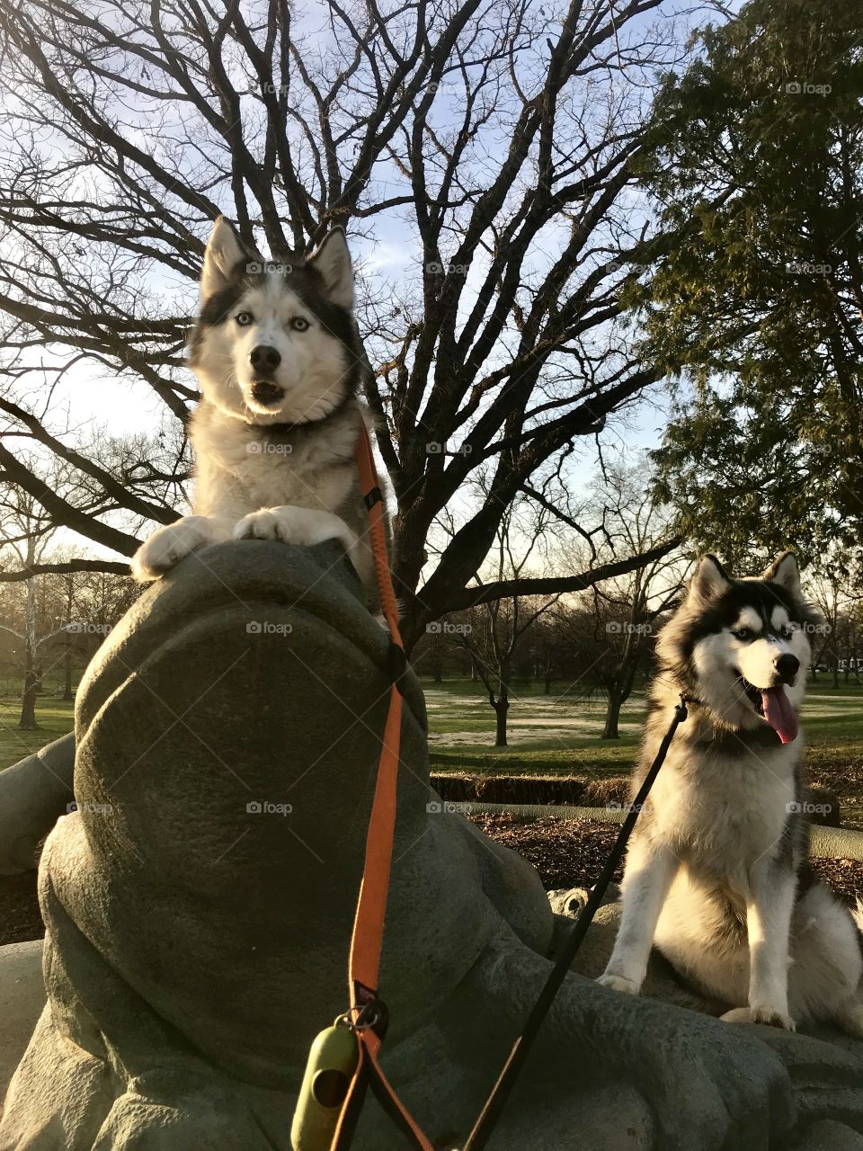Huskies having fun at the park
