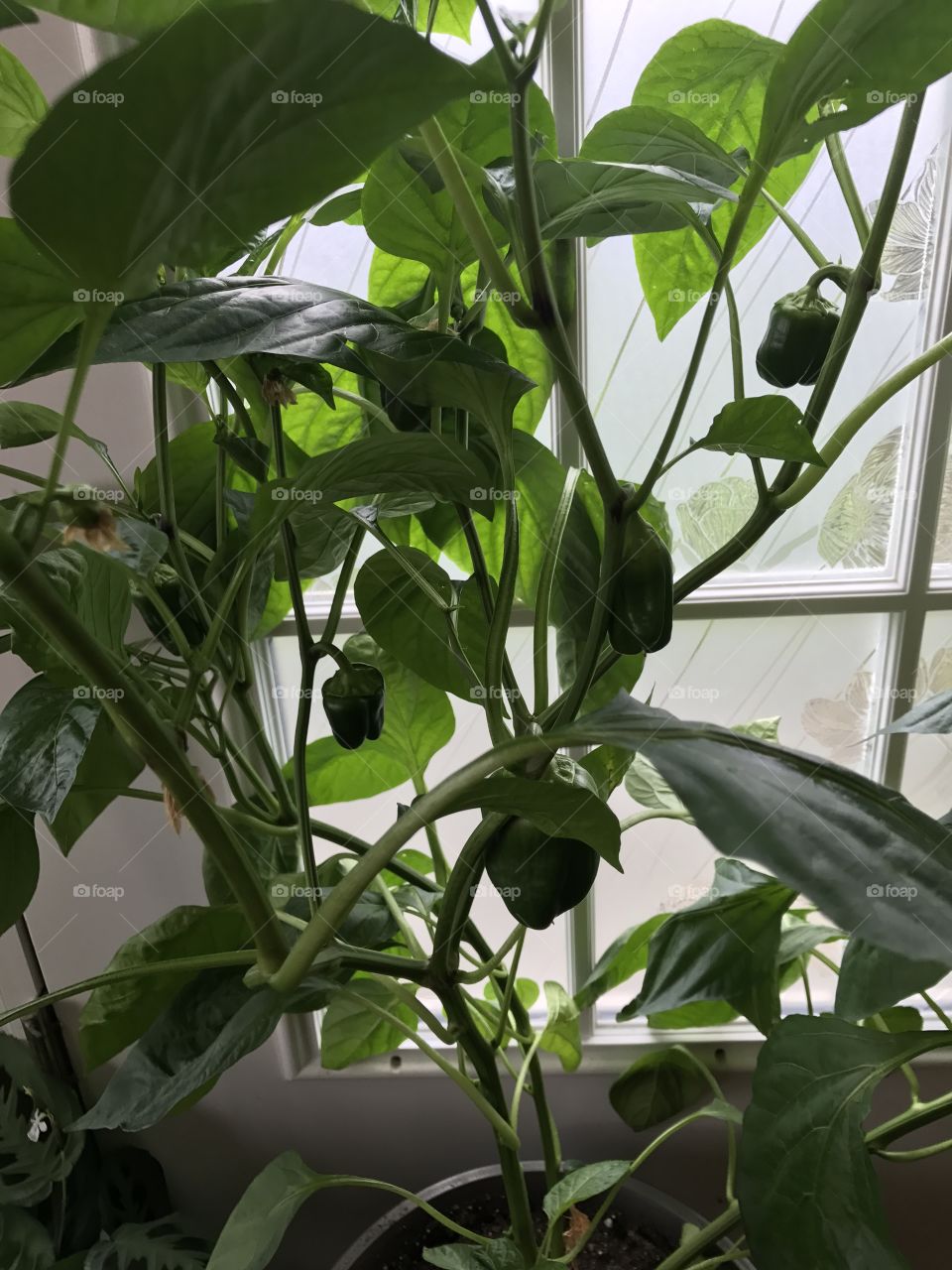 Peppers on the rise