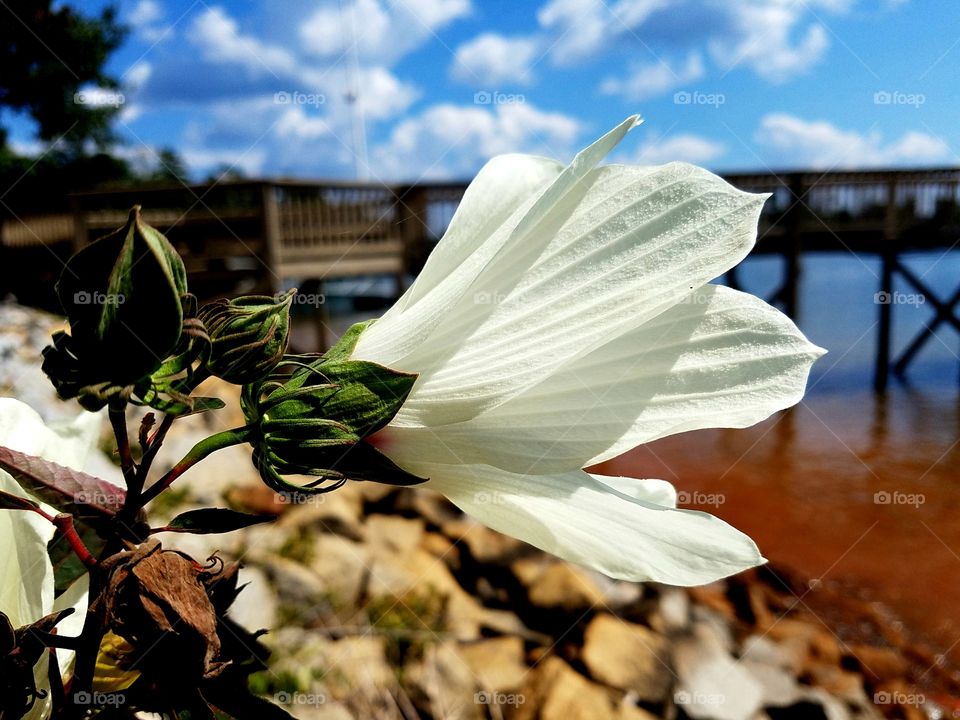 white hibiscis with a dock backdrop