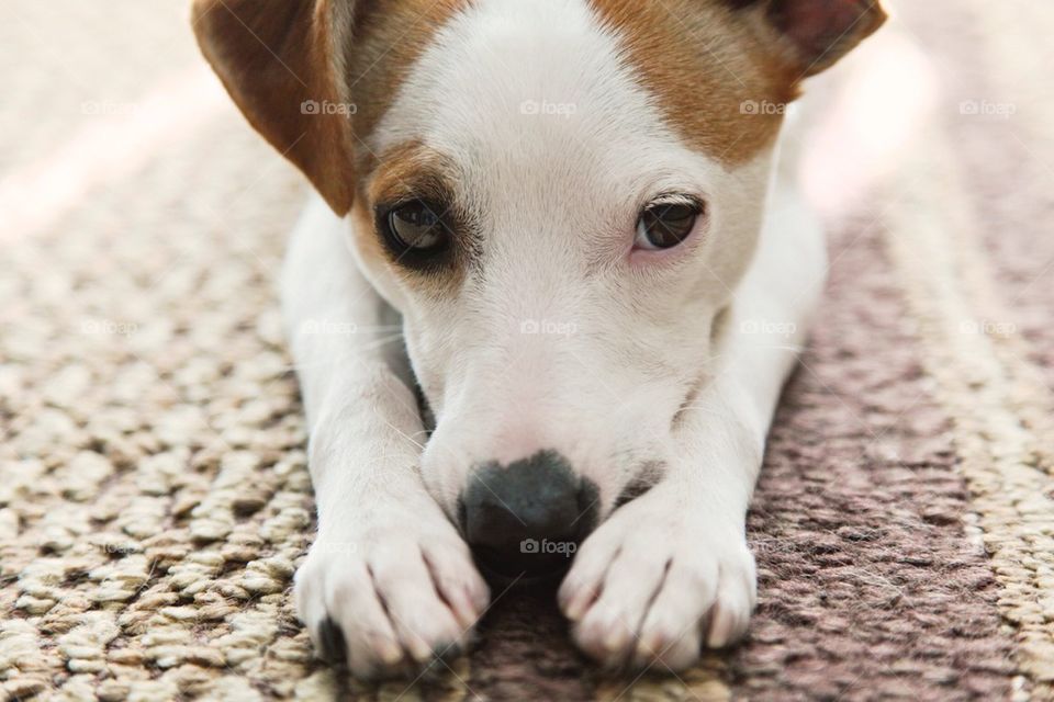 Pensive Puppy