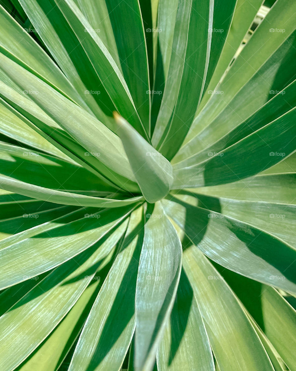 Portrait of a plant 
