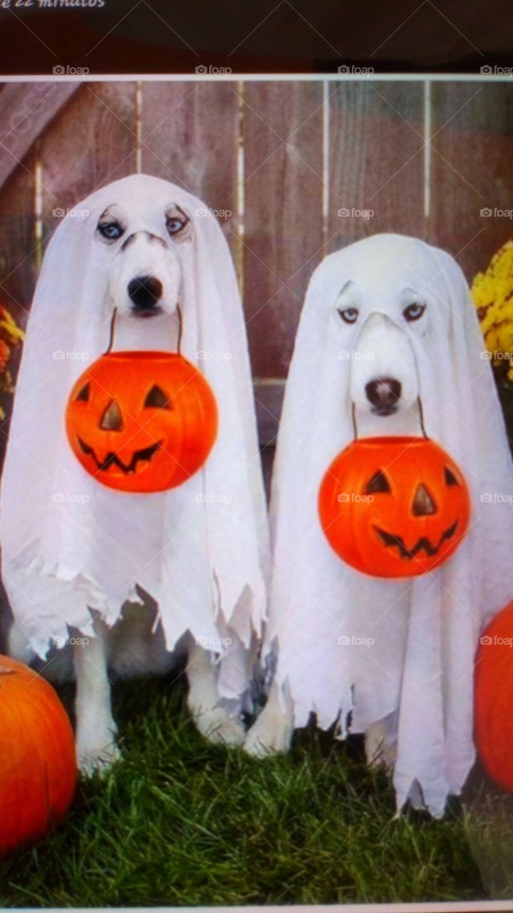 Halloween perro