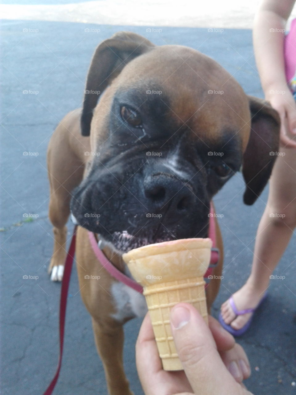 boxer eating icecream