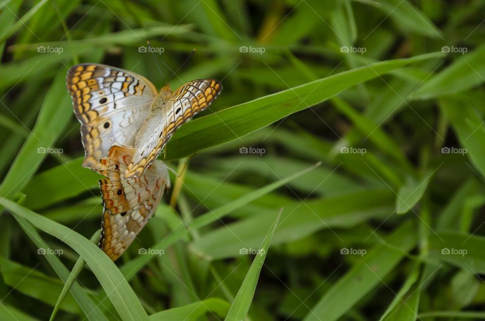 Butterflies Mating On Grass