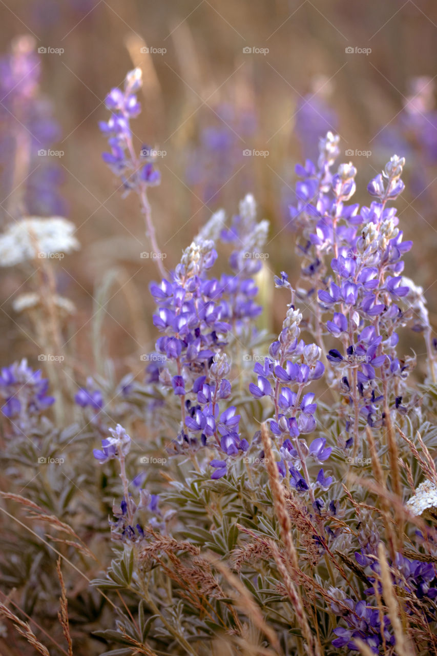 Purple wildflowers at sunset. 