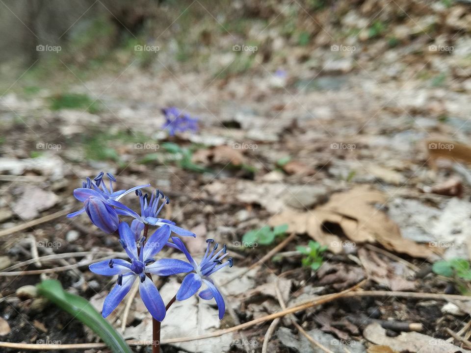 blue flowers in the wood
