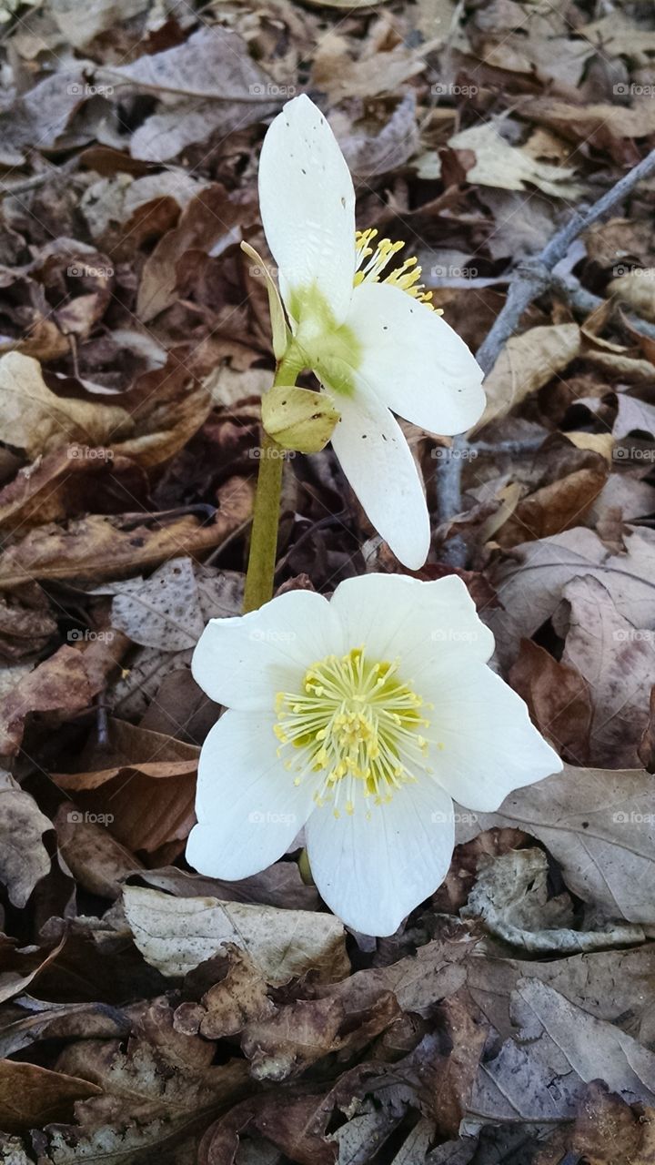 spring has sprung. white wild flowers