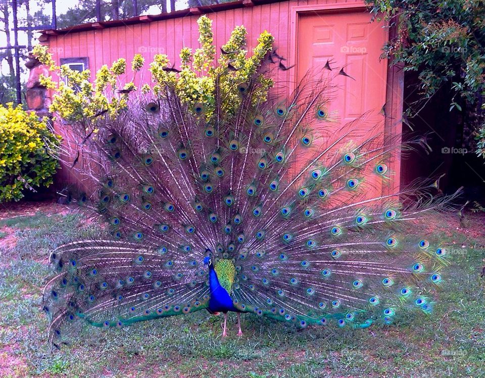 Peacock