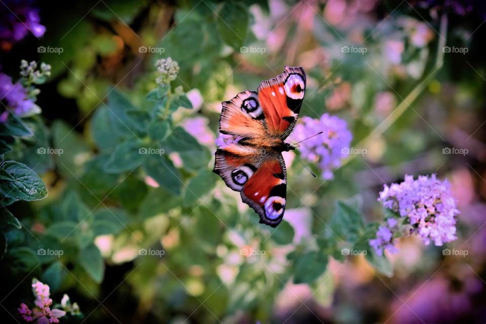 butterfly