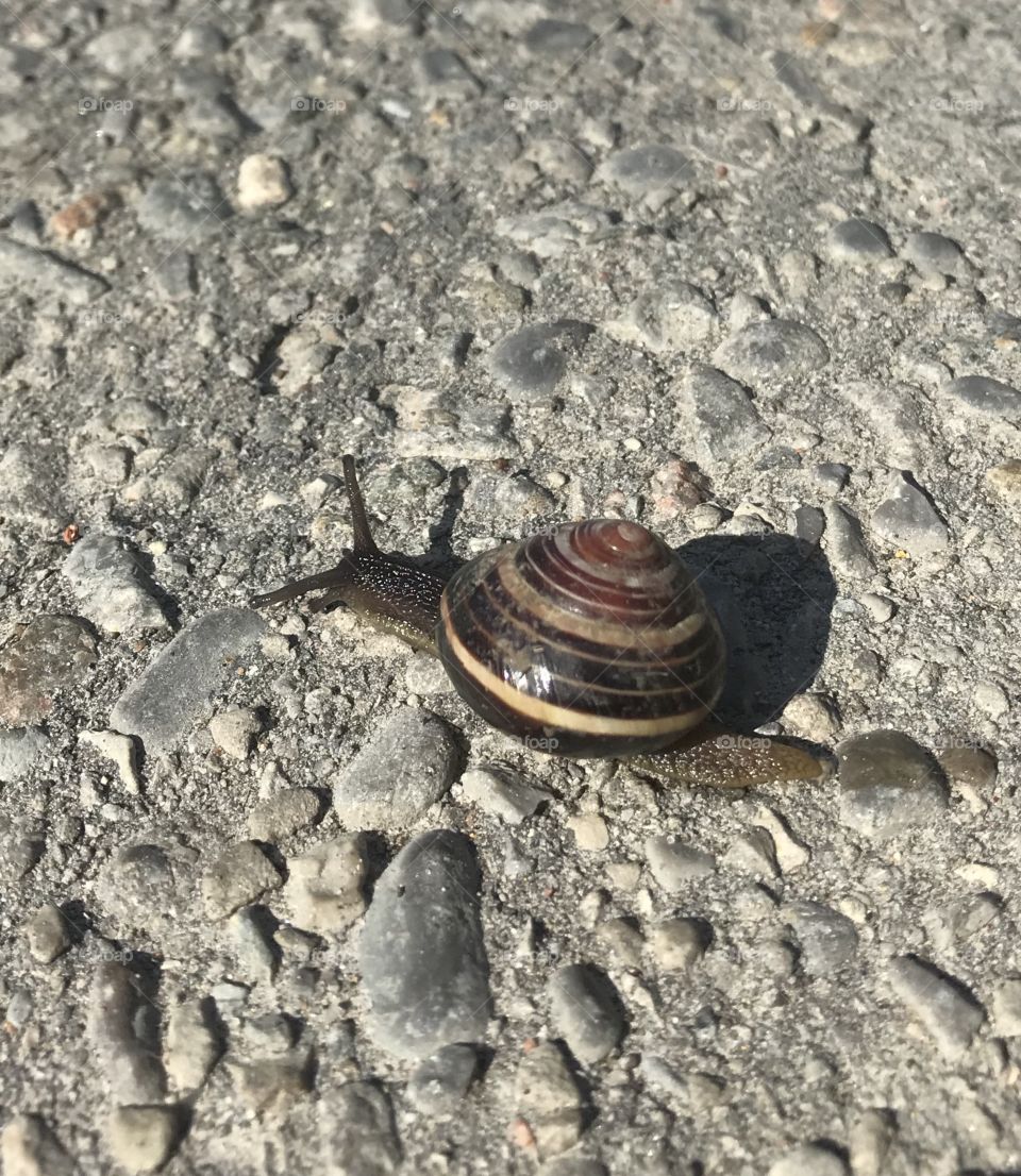 Snail on a stroll