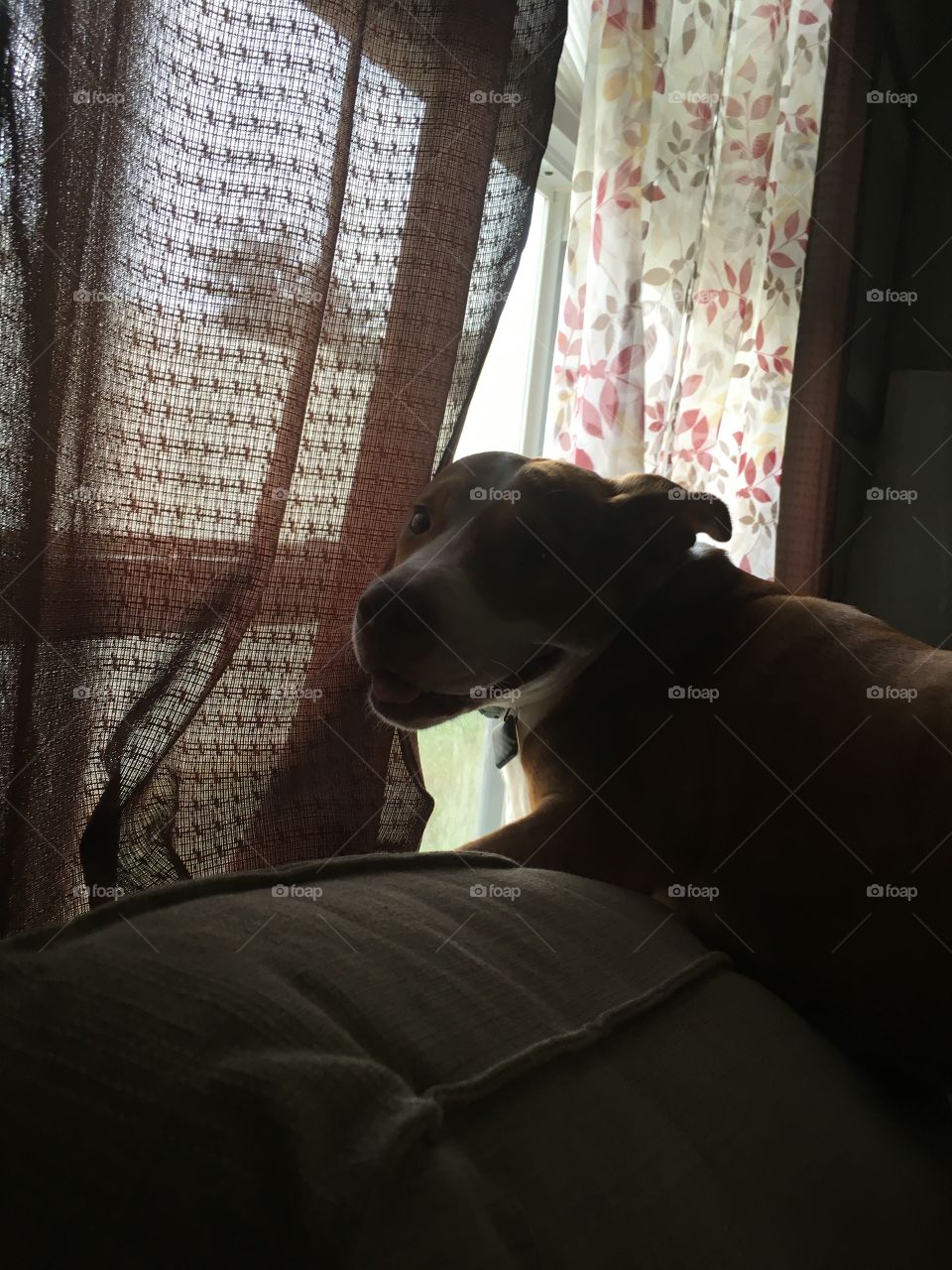 Beautiful dog looking out the window 
