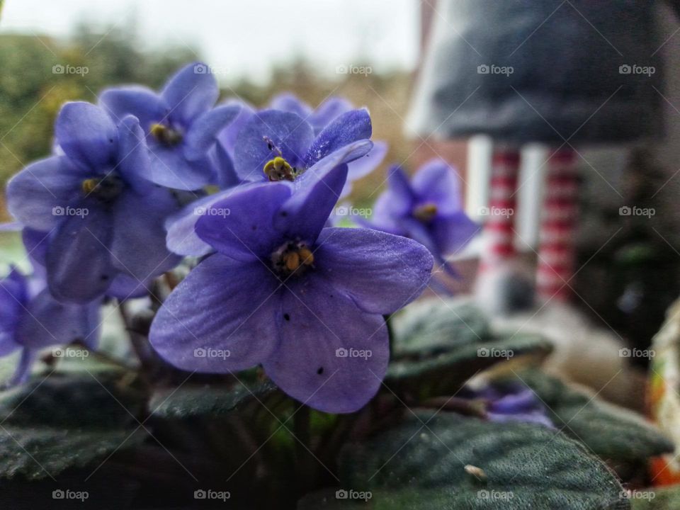 Violet in the window