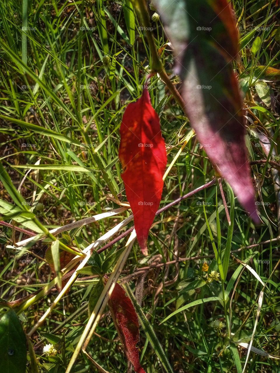 photo of leaves in the grass