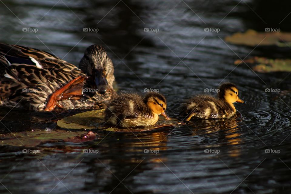 Ducks swimming in water