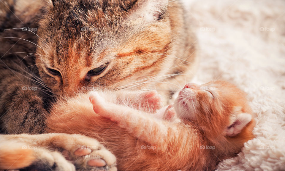 Newborn red tabby kitten with his mother cat