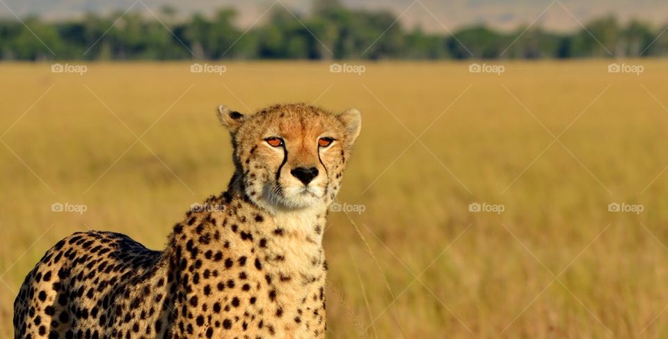 Close up of a Cheetah in Masai Mara, Kenya