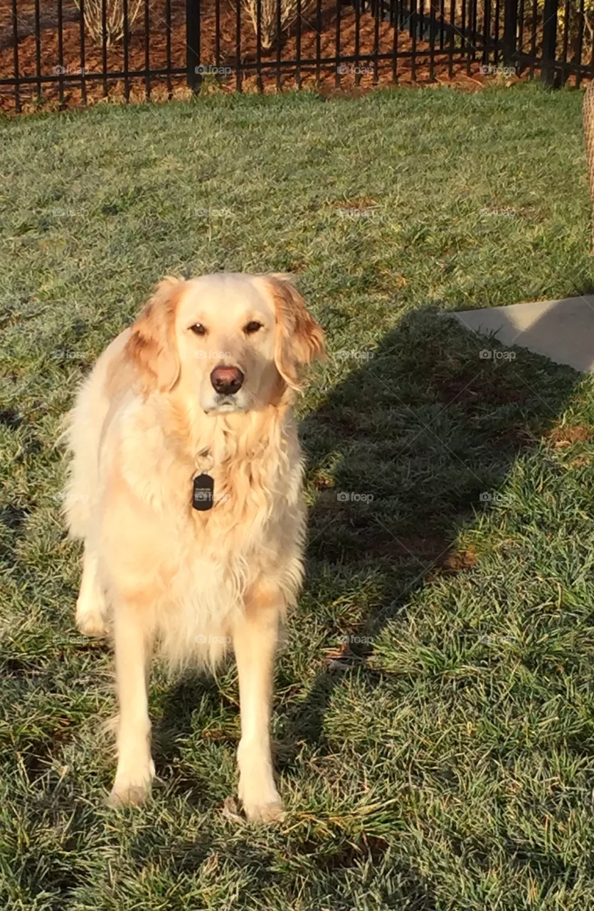 Golden