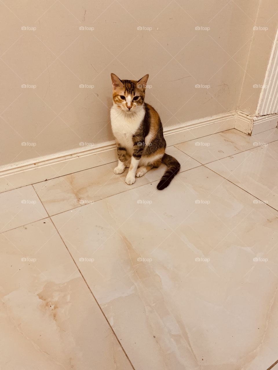 So cute a cat different all angry 😡 this cat 🐈‍⬛ 🐈 🥰