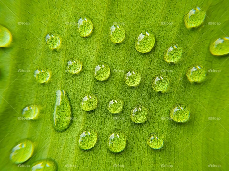Water drops on green leaf. Abstract nature background with copy space